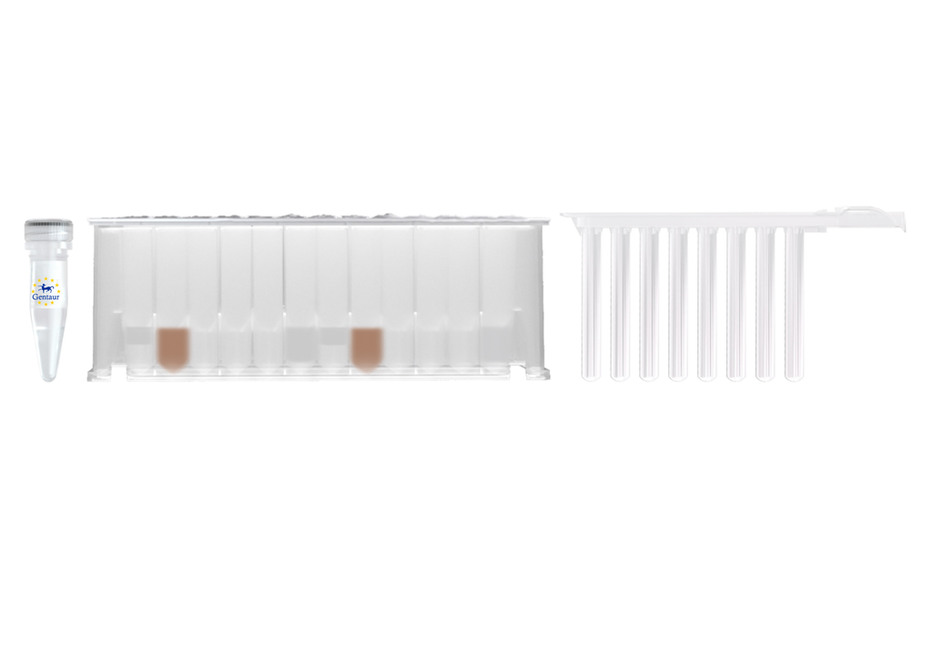 Magnetic Beads Bacterial Genomic DNA Extraction Kit