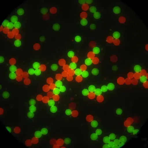 Red PE Fluorescent Particles, 12 um-COOH